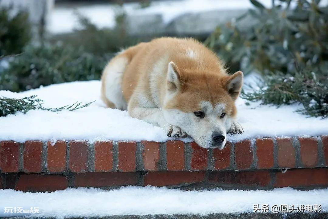 感人电影催泪的电影(让人泪流满面的五部优质影片推荐)-图片2